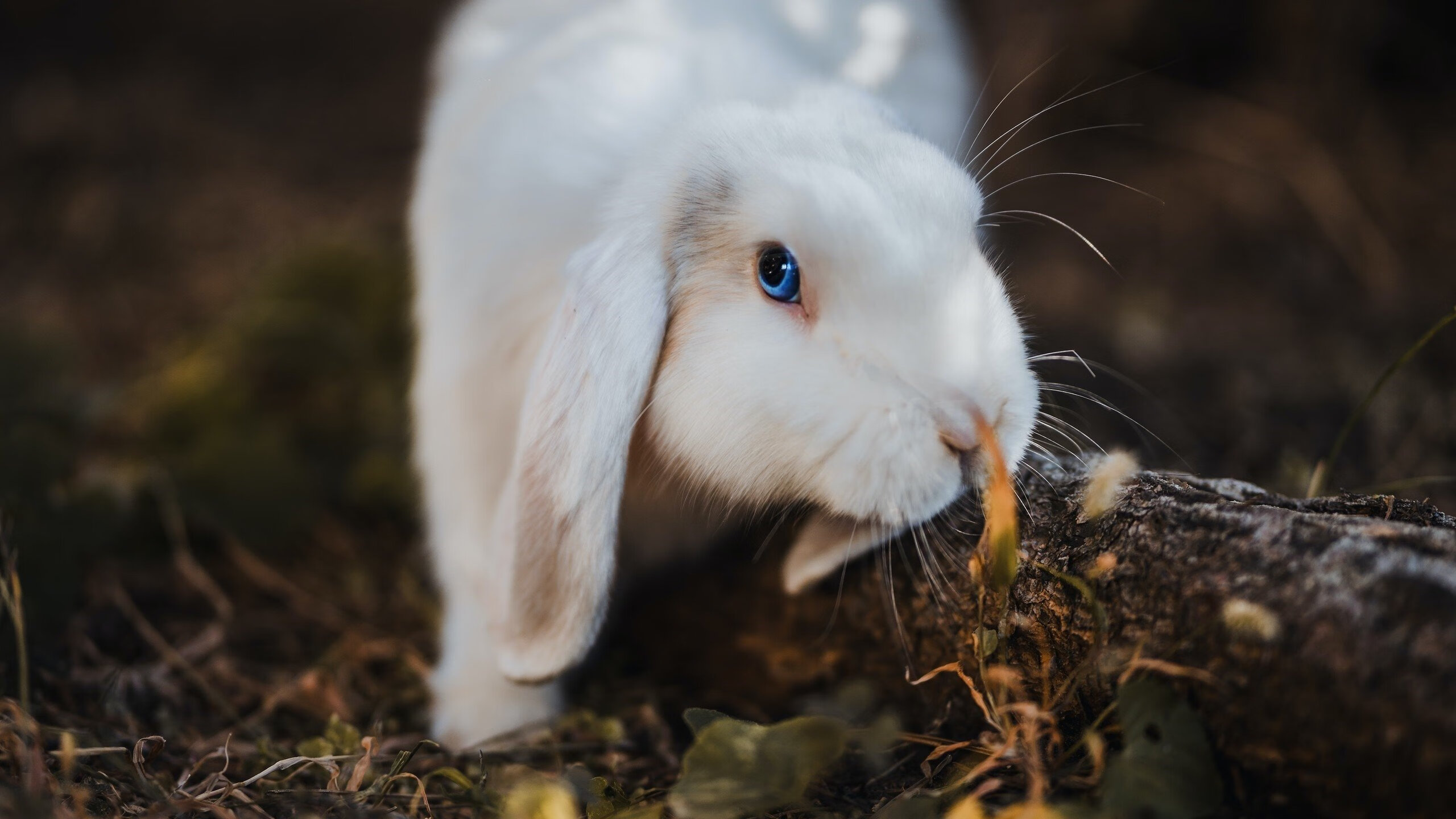 传统跆拳道锦标赛，技艺与胆识的较量，跆拳道竞技比赛最新规则