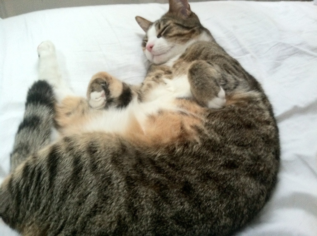 克罗地亚骑手奥利维亚·马尔顿·米哈尔迪内茨在2024年国际马术联合会世界障碍赛中以“Golden Loui H”马匹获得第六名,展现出色表现。