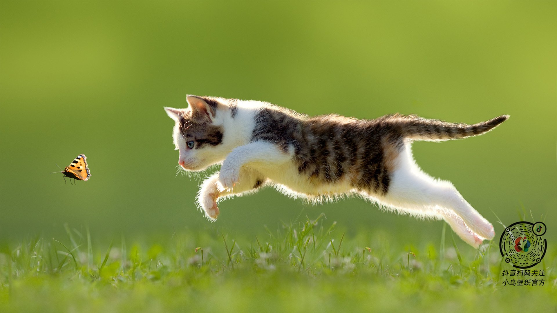 凯尔特人历史系列展览登陆波士顿美术馆,凯尔特人boston