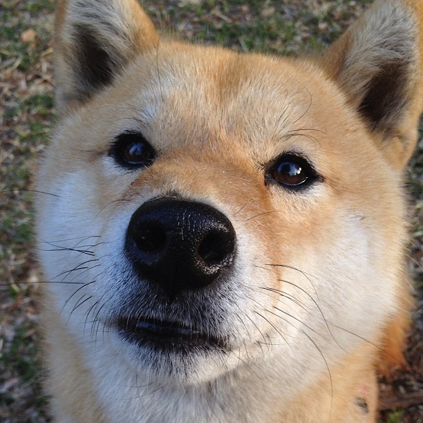 开云官网APP下载-德甲比赛持续升温，精彩反击与关键扑救不断上演，德甲 集锦