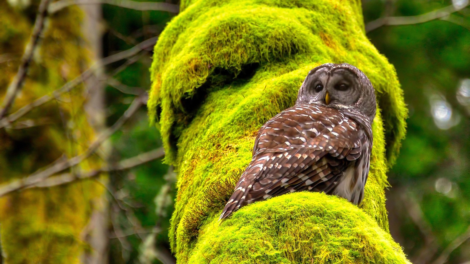 线上社区:车迷互动讨论火热展开,车迷频道宣传片