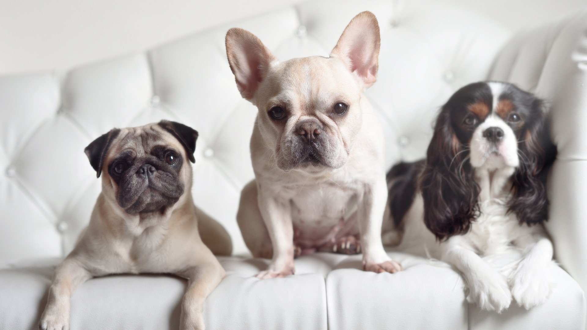 开云官方网站-布鲁诺·卡博克洛成为NBA国际球员代表，布鲁诺·卡波科洛臂展