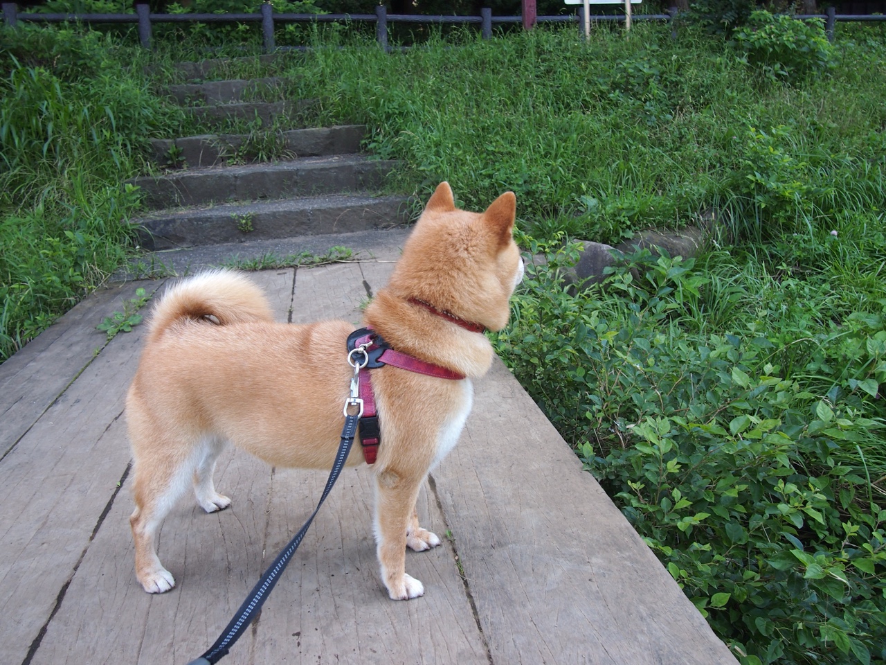 开云网站-日本球员突破防线屡获佳绩，日本 球员