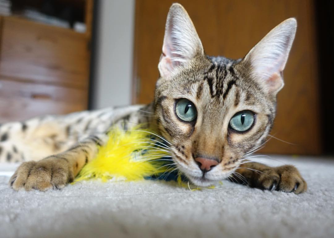 开云官网APP下载-欧洲足坛比赛势态激烈，球队竞争激烈，欧洲足球重要比赛