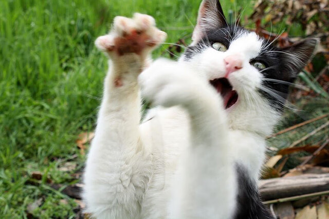 比利时队在大赛中连胜保持领先地位,夺冠在望,比利时队的比赛