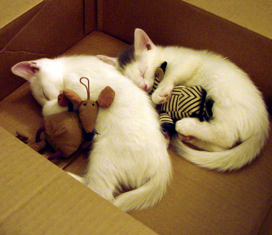 河床球员参加国际比赛,河床队著名球员