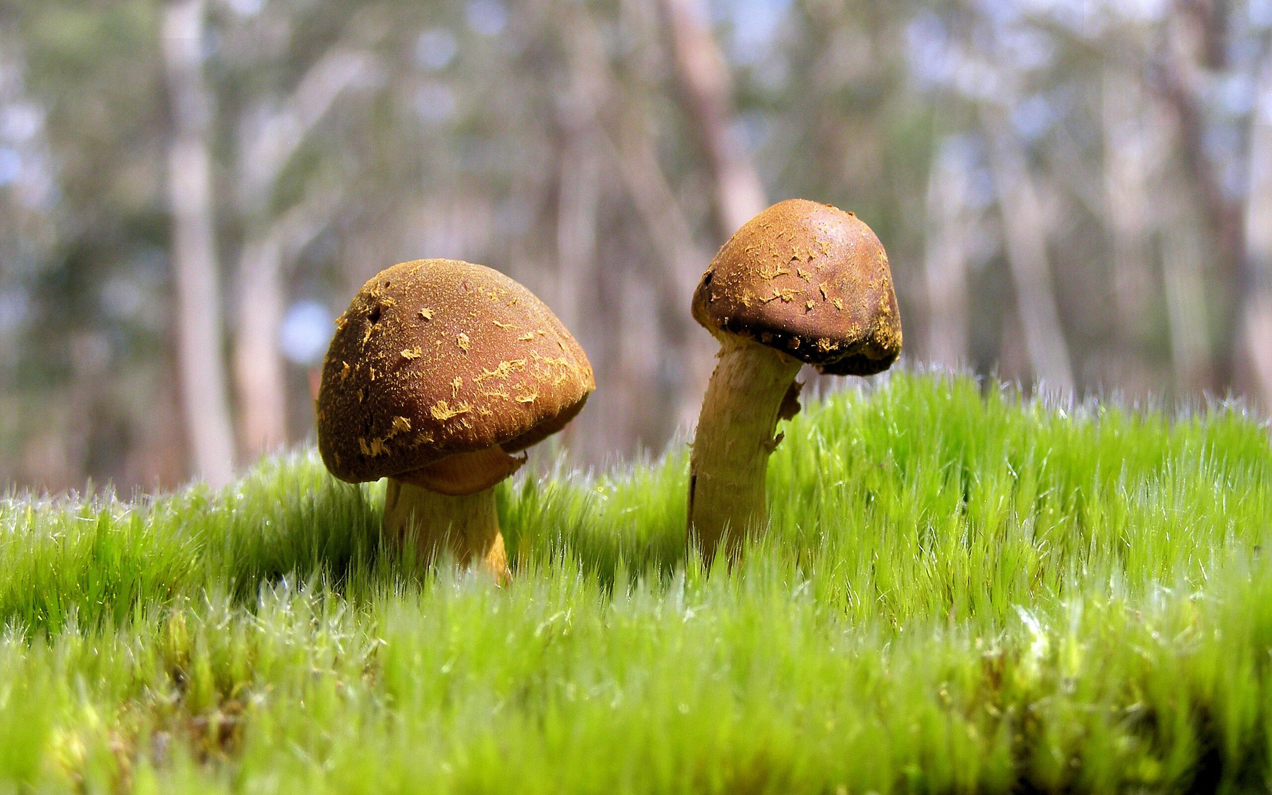 英超伯恩利逆转富勒姆，取得开门红，英超伯恩利俱乐部的老板