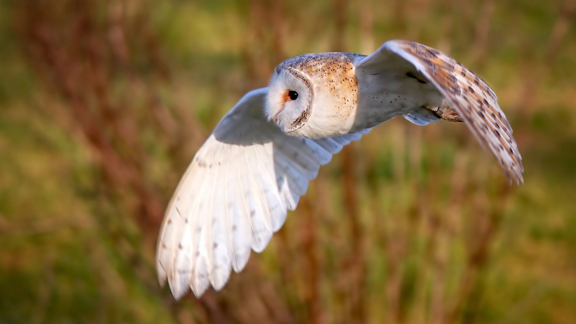 荷兰队与土耳其握手言和，和谐收官，荷兰与土耳其的比赛