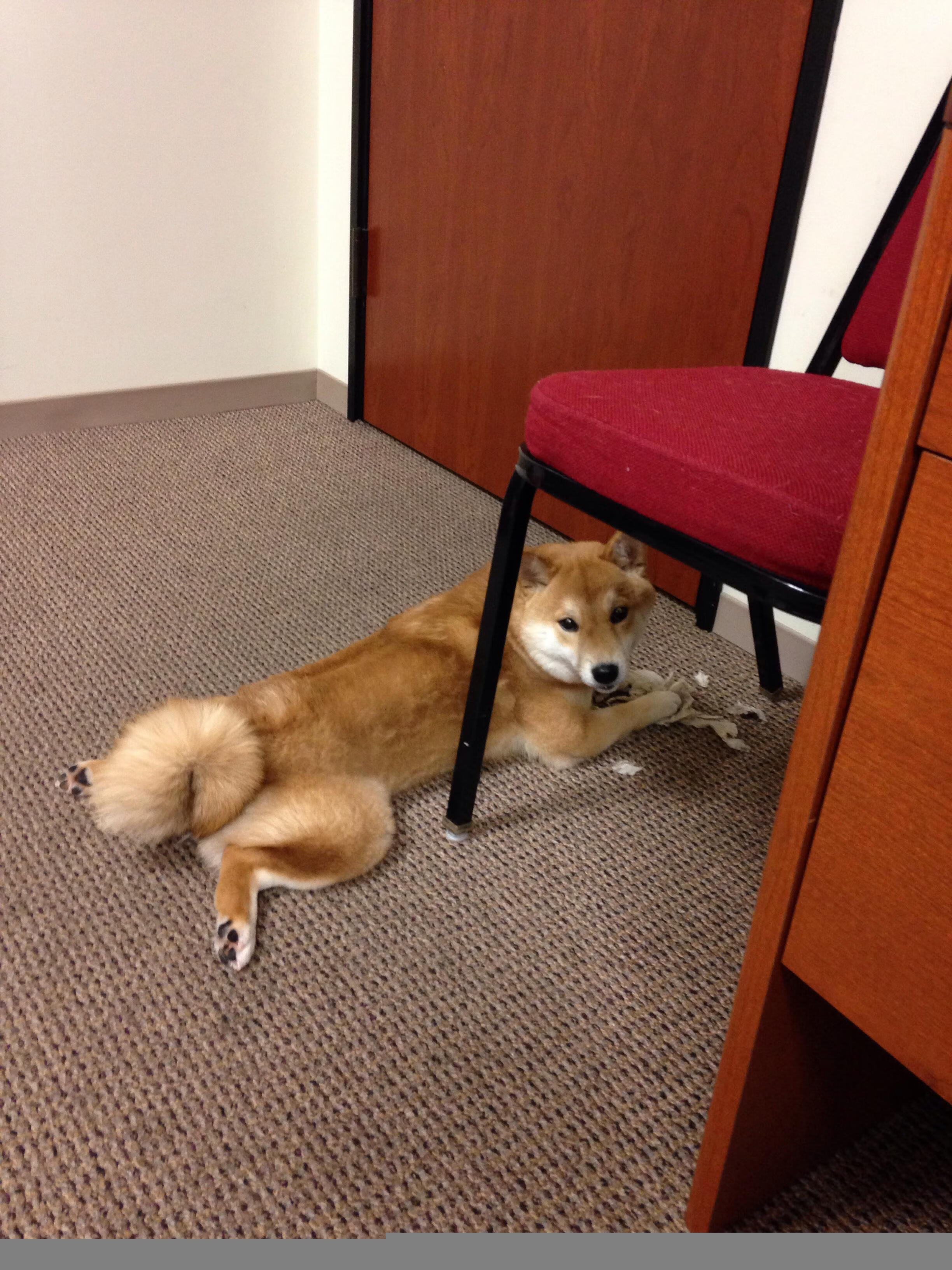 NBA联盟赛事运营安全风险管理,nba运营机制