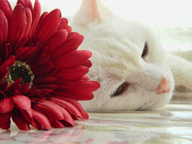 中国篮球教练员战术执行力培养与实践探讨,篮球教练员的执教理念