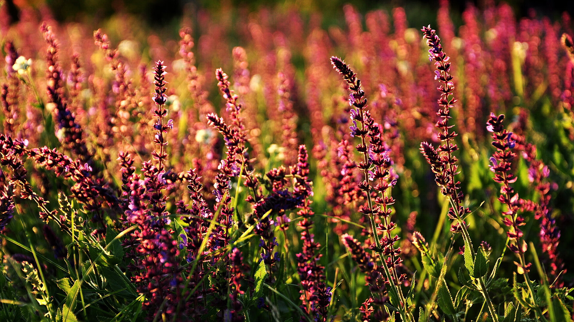 国足赛场信息反馈与决策效率评估,国足数据分析
