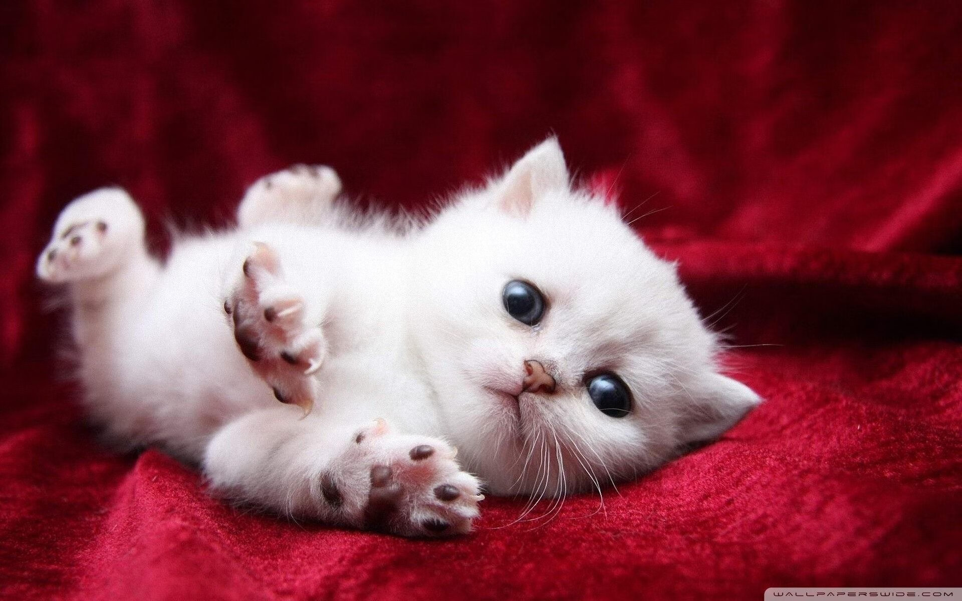 意甲联赛中途盘点:领头羊尤文表现稳健,意甲尤文足球