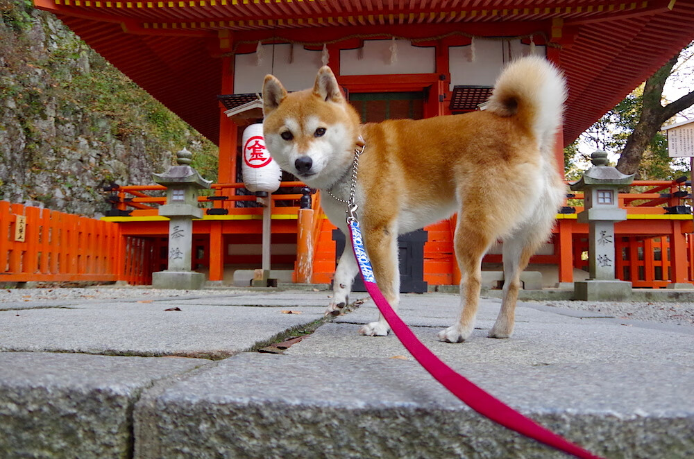 校园健身设施利用率提升对策研究，健身设施建设