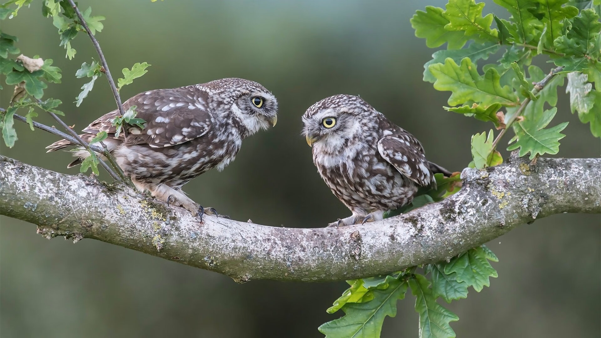 Cole Palmer决赛梅开二度引领胜利,总决赛梅奥