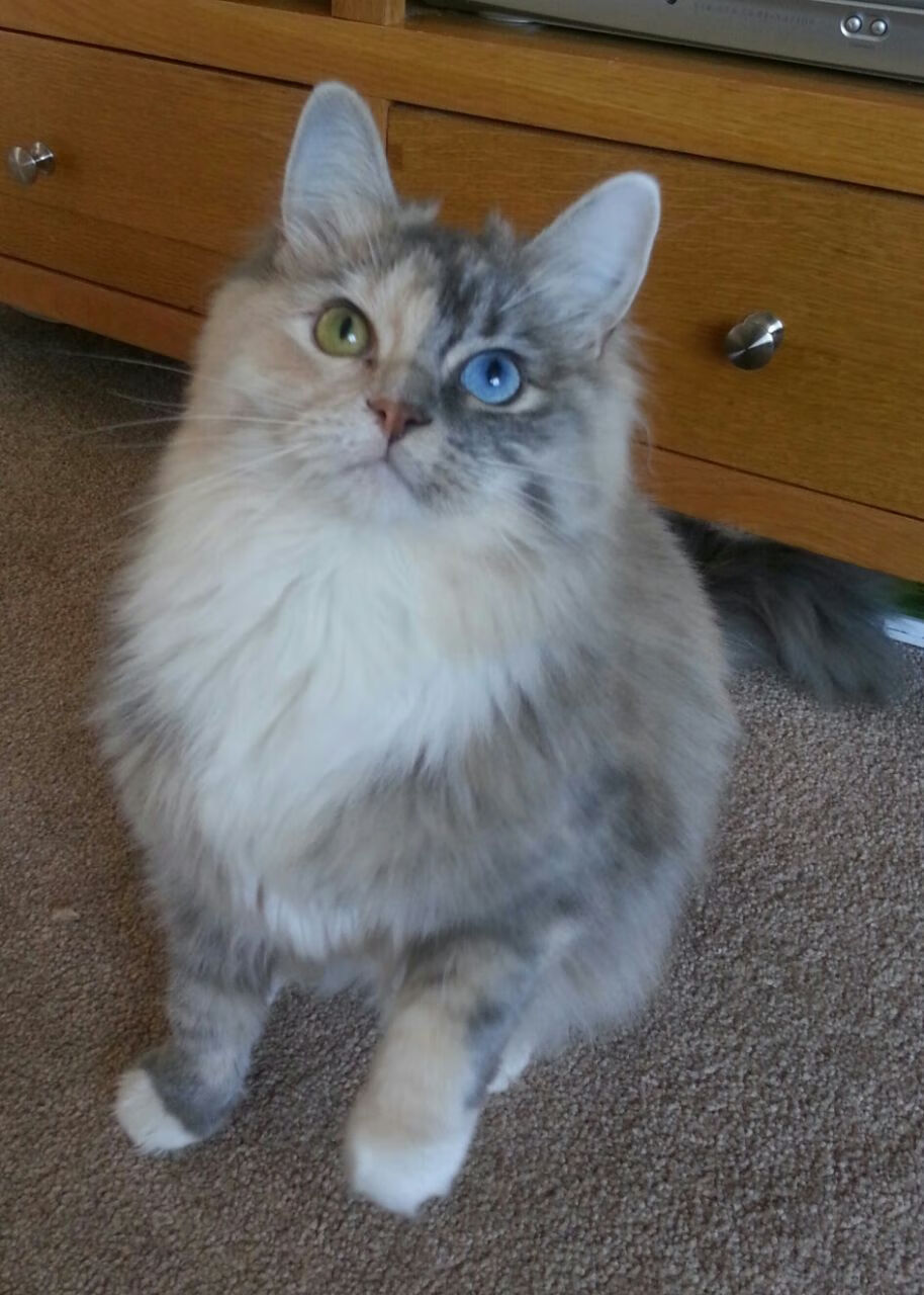 开云中国大陆-中国女篮提升中锋策应拉动全队联动，中国女篮260斤中锋