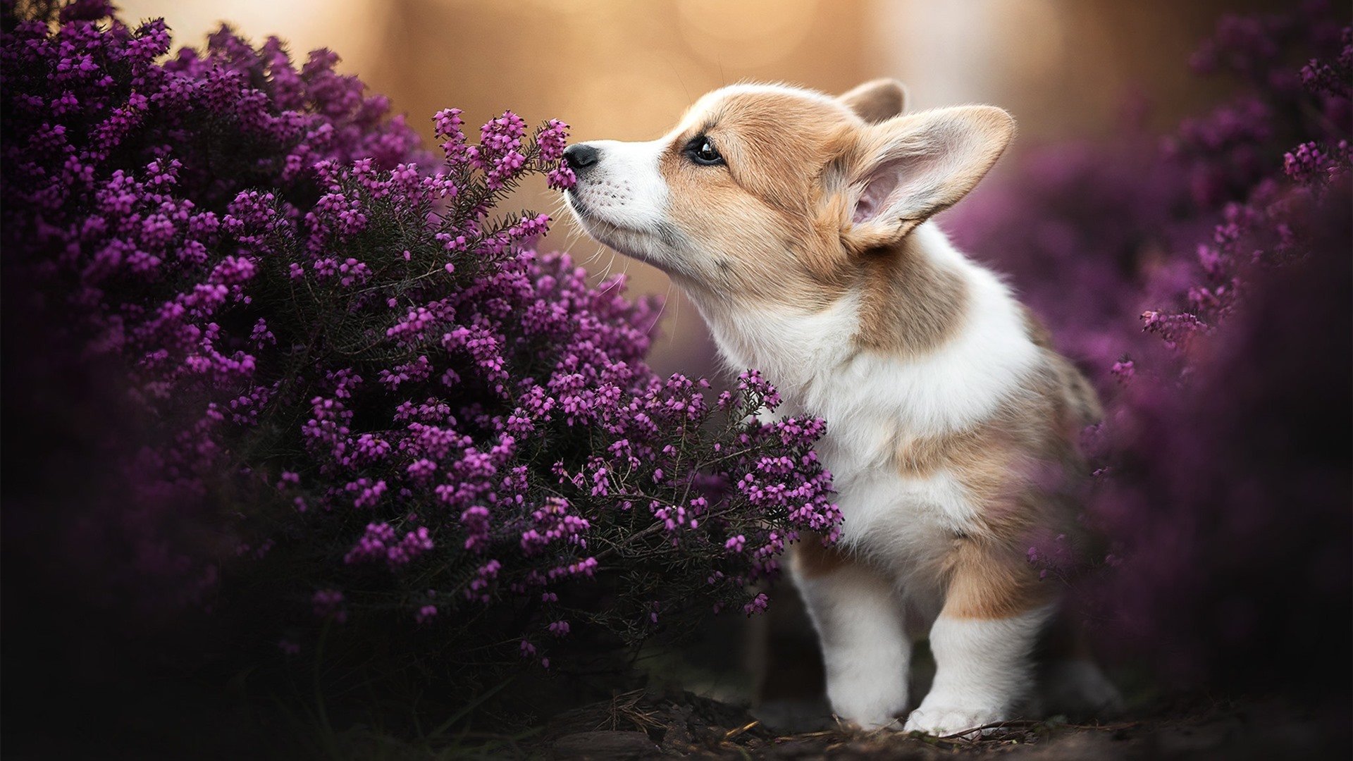 冲刺阶段划幅与最终名次关系分析,冲刺阶段是什么意思