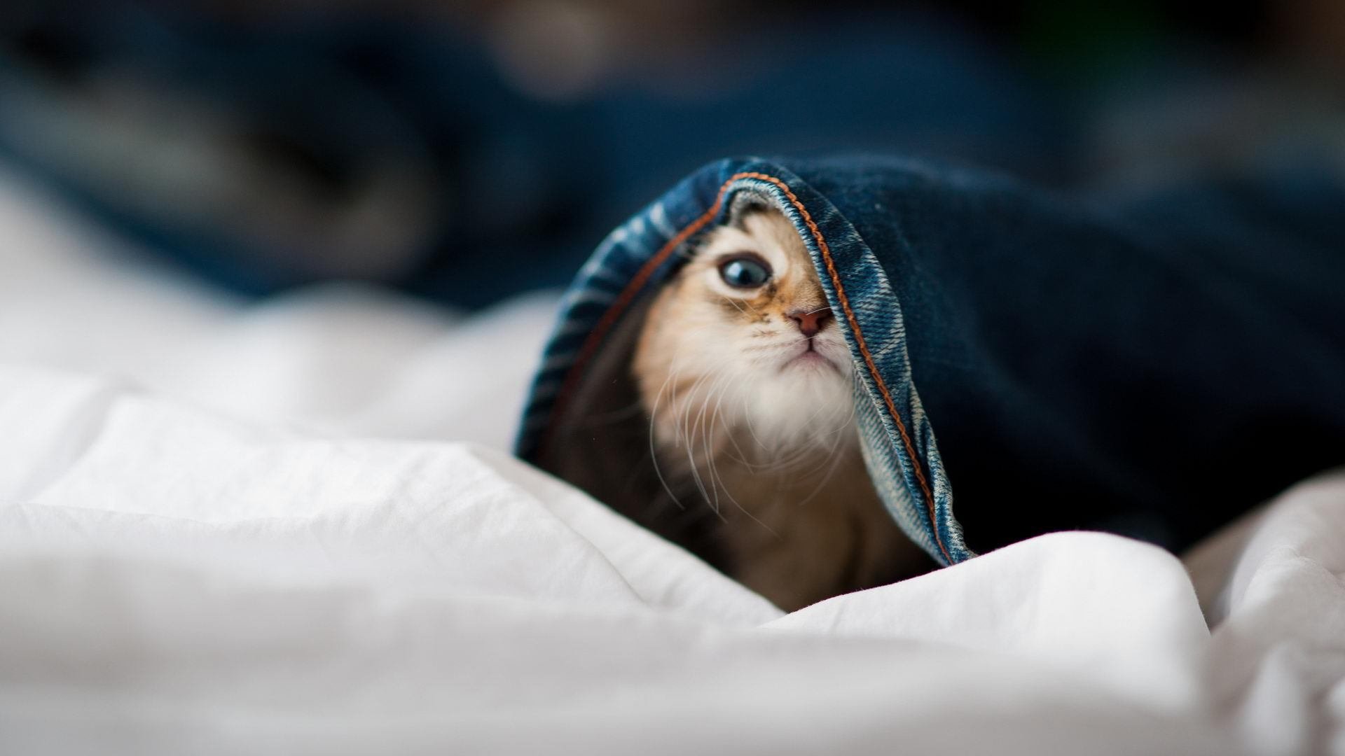 切尔西中路传导撕裂密集防线,切尔西传奇中锋