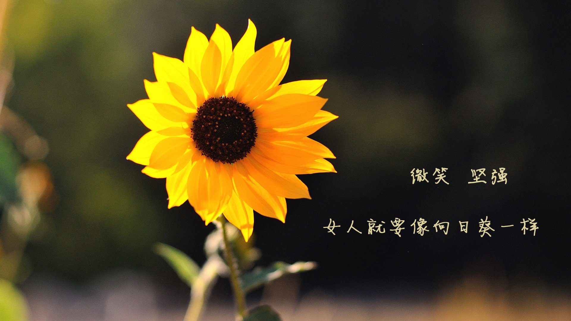 开云体育APP下载-青训体系对控卫的培养为何明显滞后，青训体系对控卫的培养为何明显滞后呢