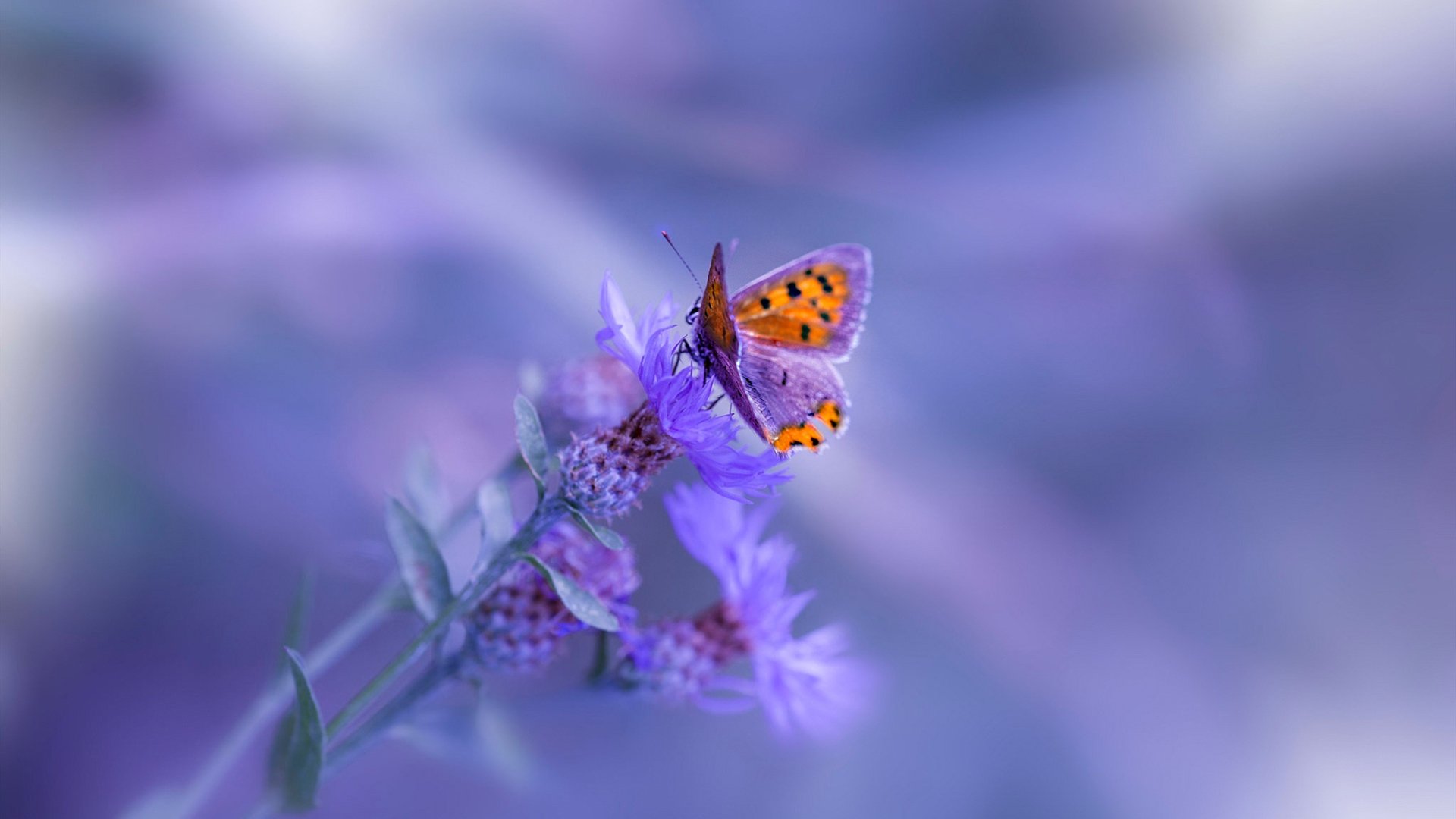 中国足球联赛俱乐部间竞争日益激烈,中国足球 俱乐部