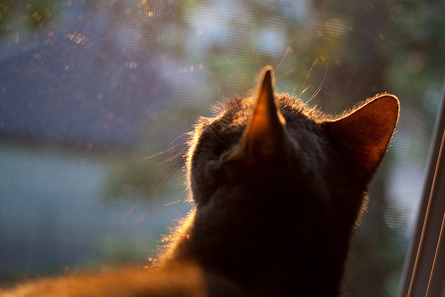 新西兰全黑队的球员展现了极高的技术水平和战术理解力,新西兰全黑战舞视频