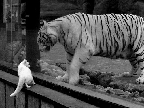 阿根廷准备迎战欧洲强敌，梅西状态火热